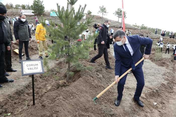 Çorum’da 1 milyon 590 bin fidan toprakla buluştu