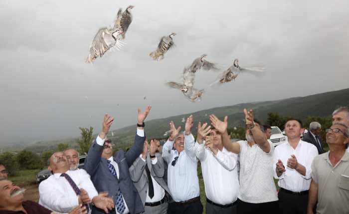 Çorum'da 1000 tane kınalı Keklik salındı