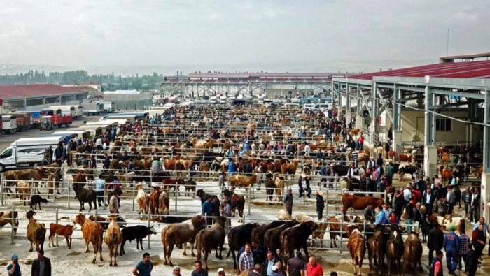 Çorum'da Canlı Hayvan Borsası yapılacak!