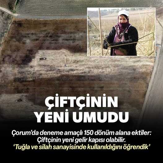 Çorum’da Deneme Amaçlı Ekilen Kenevirin Hasadı Yapıldı