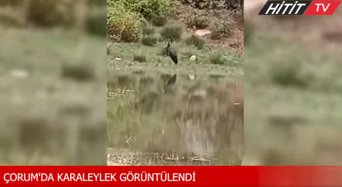 Çorum'da Kara Leylek Görüntülendi