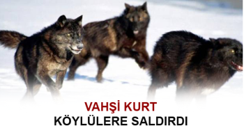 ÇORUM’DA KURT SALDIRISI: 2 YARALI