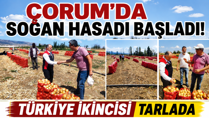 Çorum’da Kuru Soğan Hasadı Başladı