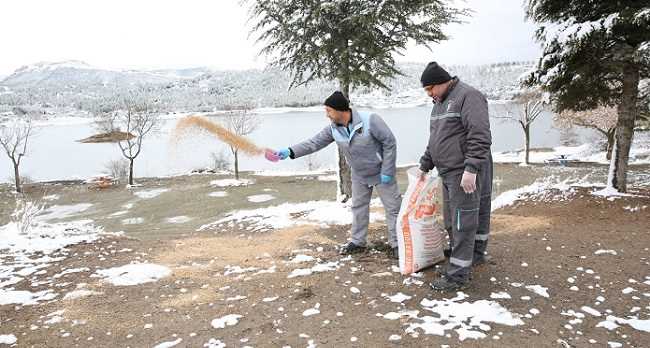 Çorum'da Kuşlar İçin Doğaya Yem Bırakıldı 