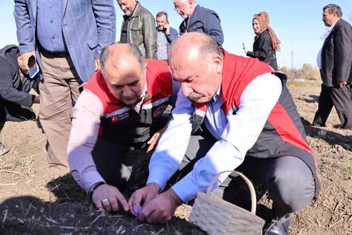 Çorum'da Safran Hasatı Başladı