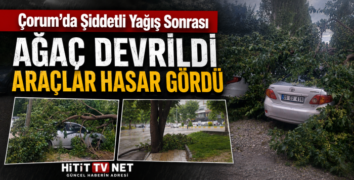 Çorum’da Şiddetli Yağış Sonrası Ağaç Devrildi Araçlar Hasar Gördü