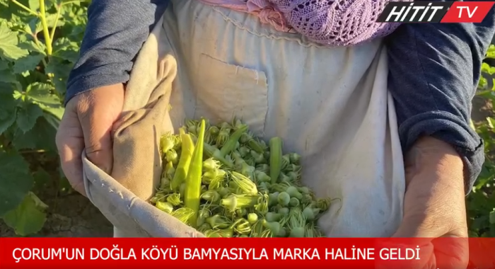 Çorum'un Doğla Köyü Bamyası ile Marka Haline Geldi 