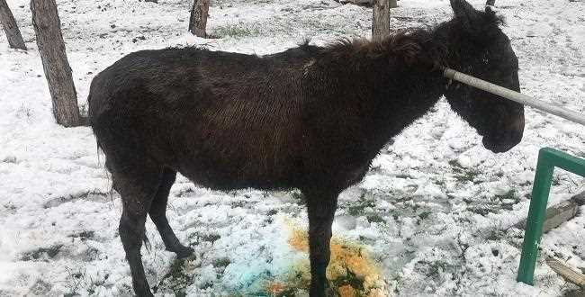  Eşek Logar Kuyusuna Düştü