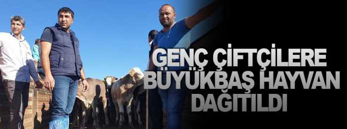 Genç Çiftcilere Büyükbaş Hayvan Dağıtıldı