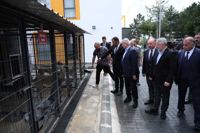 Gündem Sokak Hayvanları!