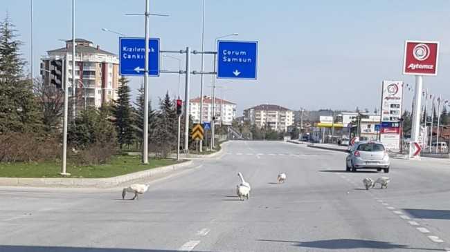 Kaz sürüsü Karayolunu kapattı