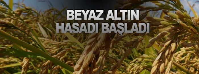 Osmancık'ta pirinç hasadı başladı