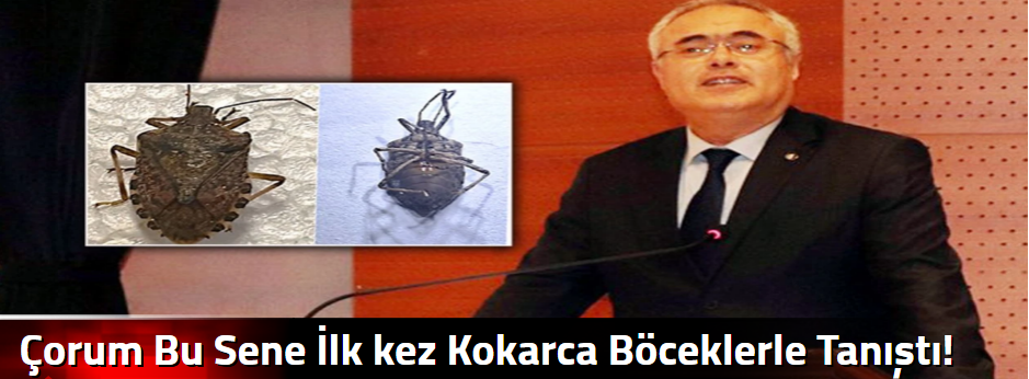 Çorum Bu Sene İlk kez Kokarca Böceklerle  Tan…