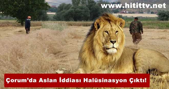 orum da Aslan ddias Hal sinasyon kt