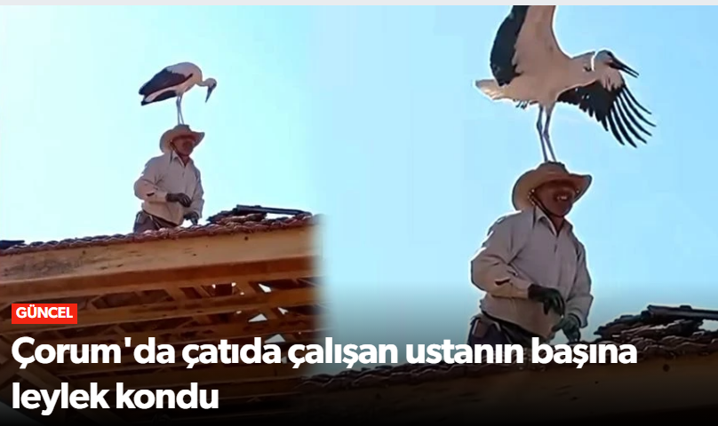Çorum'da çatıda çalışan ustanın başına leylek…