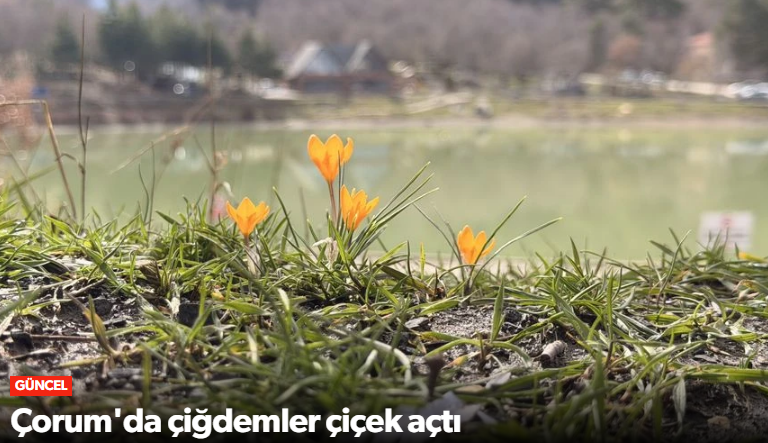 Laçin Yeşil Göl Menekşe ve Çiğdemlerle Görsel…